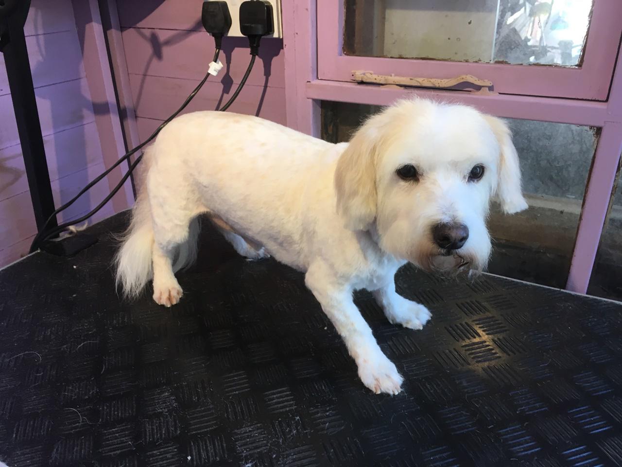 Dog grooming in Brighton and Hove Call 01273 708 488