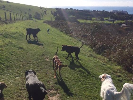 Dog walking service Brighton and Hove 0779 947 2631